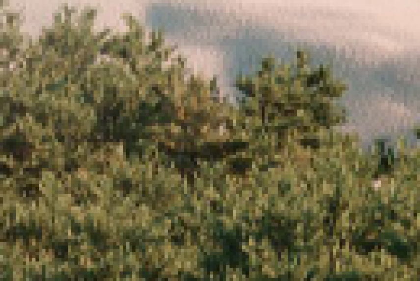 Хранение Старых Вещей Дома Может Незаметно Удерживать Вас в Прошлом